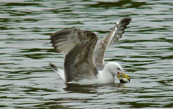 Yellow-legged Gull, 3cy, May 2010