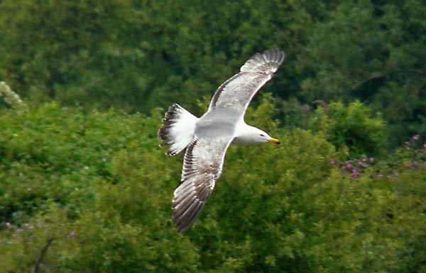 Yellow-legged Gull, 3cy, May 2010