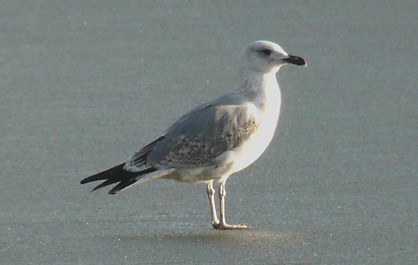 Yellow-legged Gull, 3cy, Feb 2010