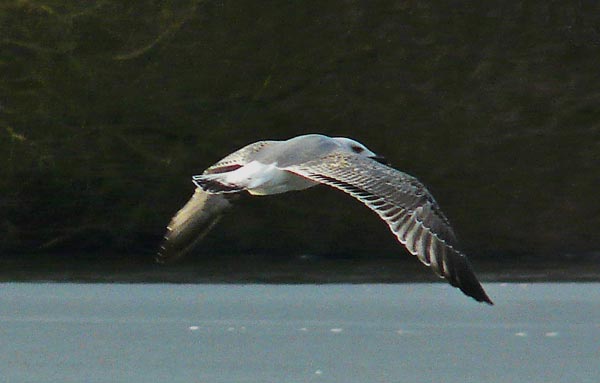 Yellow-legged Gull, 3cy, Feb 2010