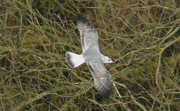 Yellow-legged Gull, 3cy, Feb 2010