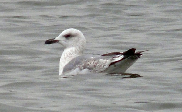 Yellow-legged Gull, 3cy, Jan 2010