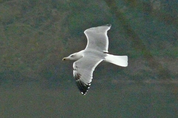 Yellow-legged Gull, 3cy, November 2010