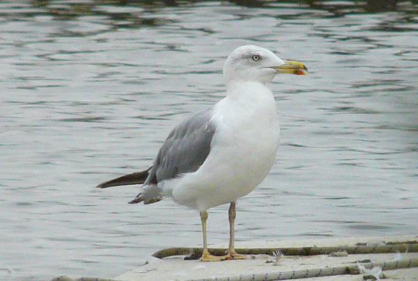 Yellow-legged Gull, 3cy, August 2010