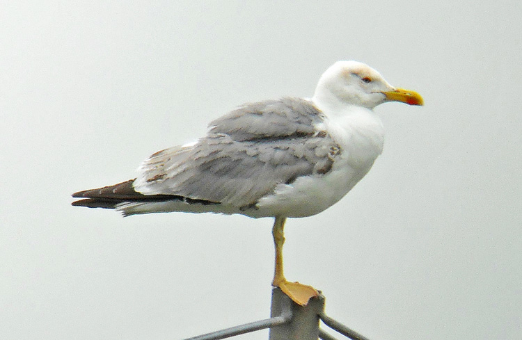 Yellow-legged Gull, 4cy, July 2013