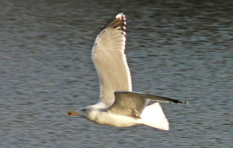 Yellow-legged Gull, 4cy, December 2011