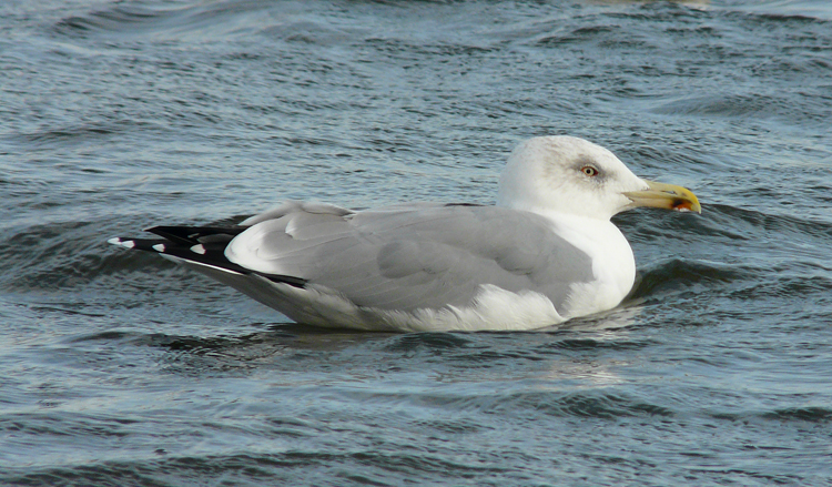 Yellow-legged Gull, 4cy, November 2011