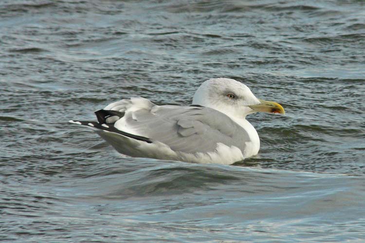 Yellow-legged Gull, 4cy, November 2011