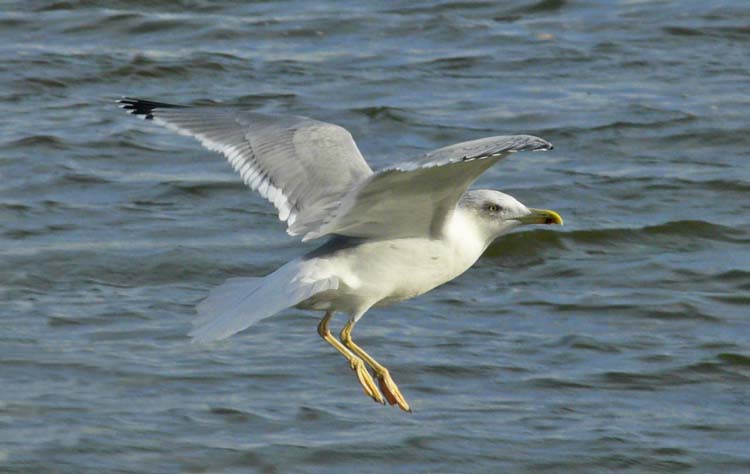 Yellow-legged Gull, 4cy, November 2011