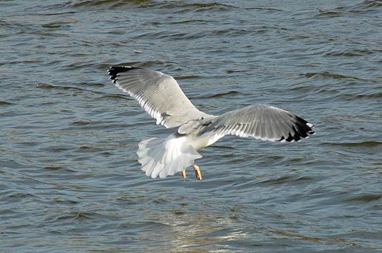 Yellow-legged Gull, 4cy, November 2011