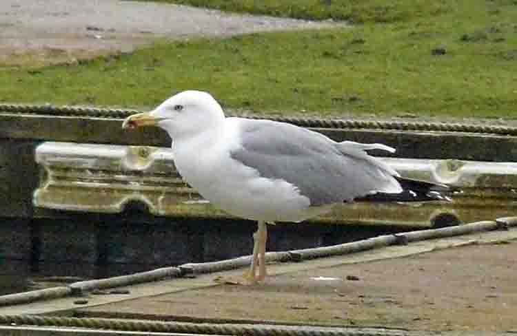 Yellow-legged Gull, 4cy, February 2011