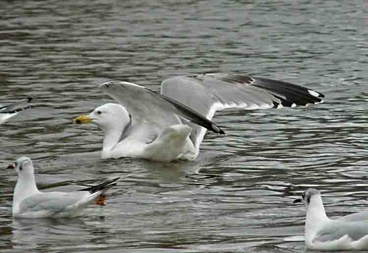 Yellow-legged Gull, 4cy, February 2011