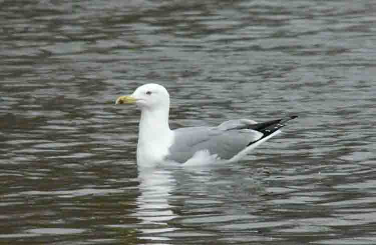 Yellow-legged Gull, 4cy, February 2011