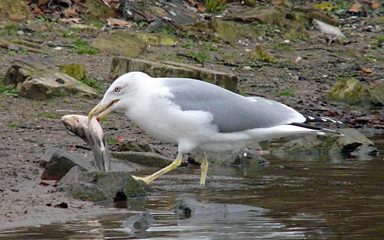 Yellow-legged Gull, 4cy, December 2011