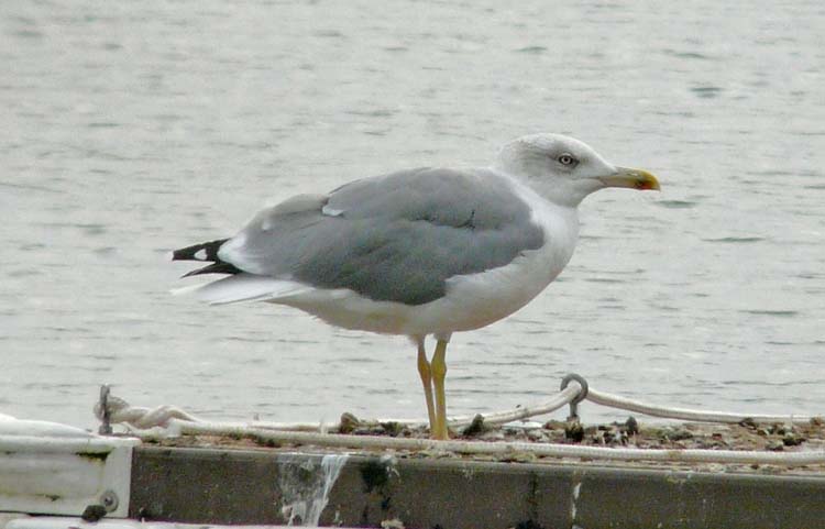 Yellow-legged Gull, 4cy, October 2011