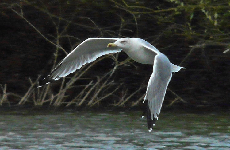 Yellow-legged Gull, 4cy, October 2011