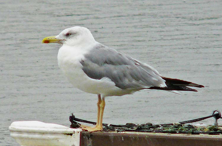 Yellow-legged Gull, 4cy, August 2011