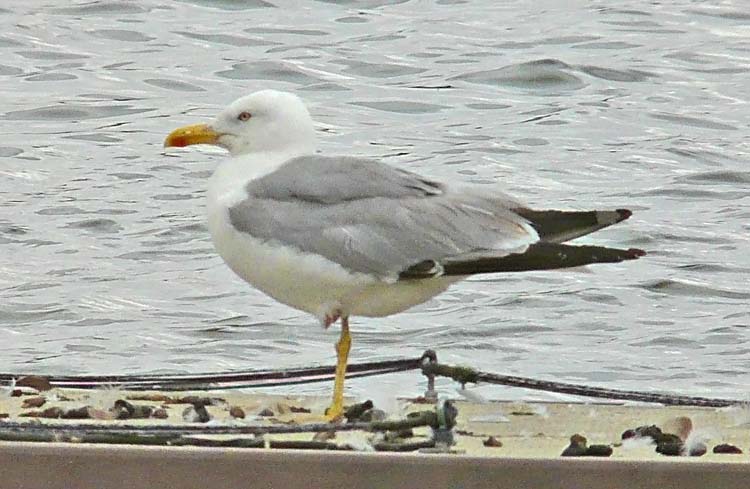 Yellow-legged Gull, 4cy, July 2011