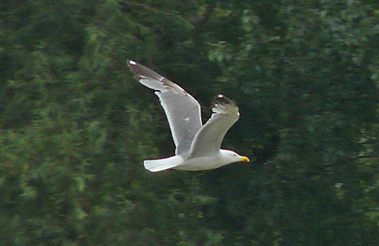 Yellow-legged Gull, 4cy, July 2011