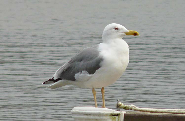 Yellow-legged Gull, Warks, January 2012