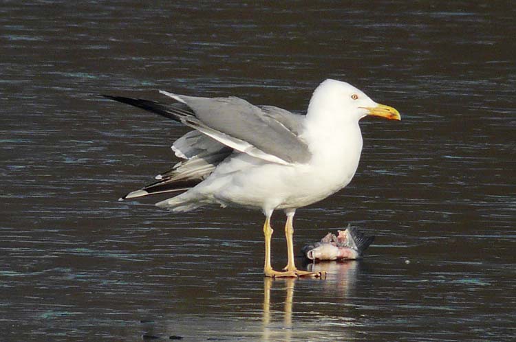 Yellow-legged Gull, 5cy, January 2012