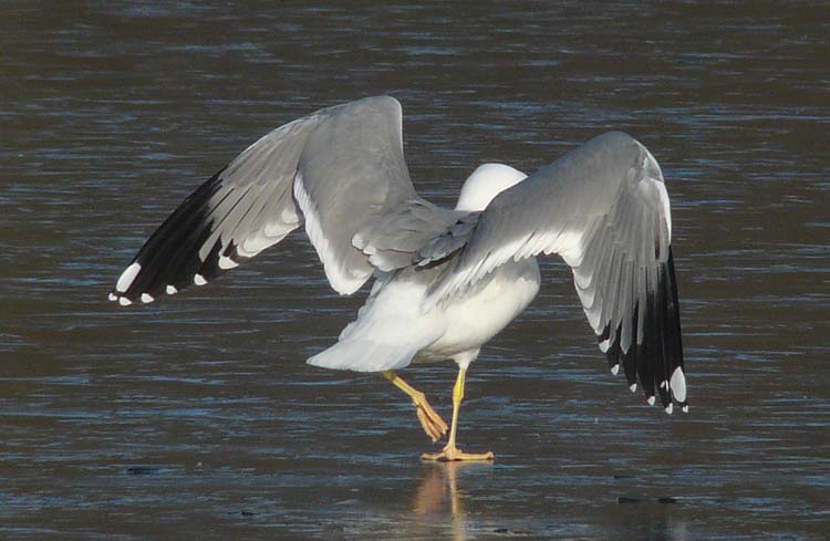 Yellow-legged Gull, 5cy, January 2012