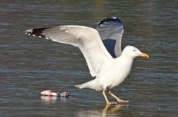 Yellow-legged Gull, Warks