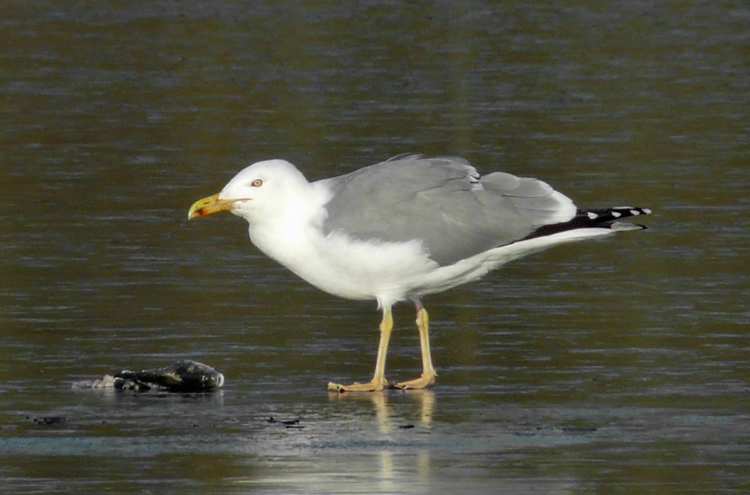 Yellow-legged Gull, 5cy, January 2012