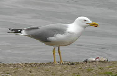 Yellow-legged Gull acquiring and feeding on fish