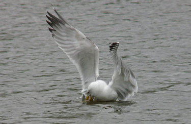 Yellow-legged Gull acquiring and feeding on fish