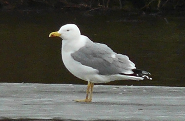 Yellow-legged Gull: agression towards other species when feeding
