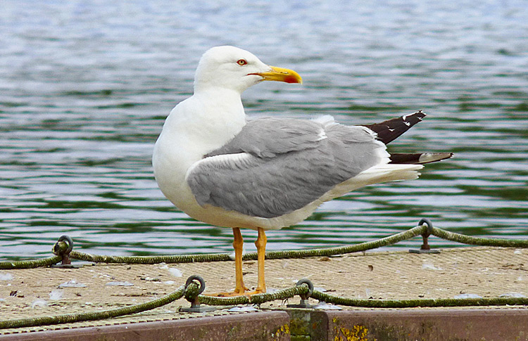 Yellow-legged Gull, 16 cy, Warks, July 2023