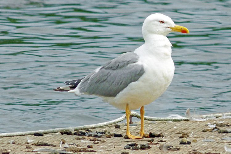 Yellow-legged Gull, 17 cy, Warks, July 2024