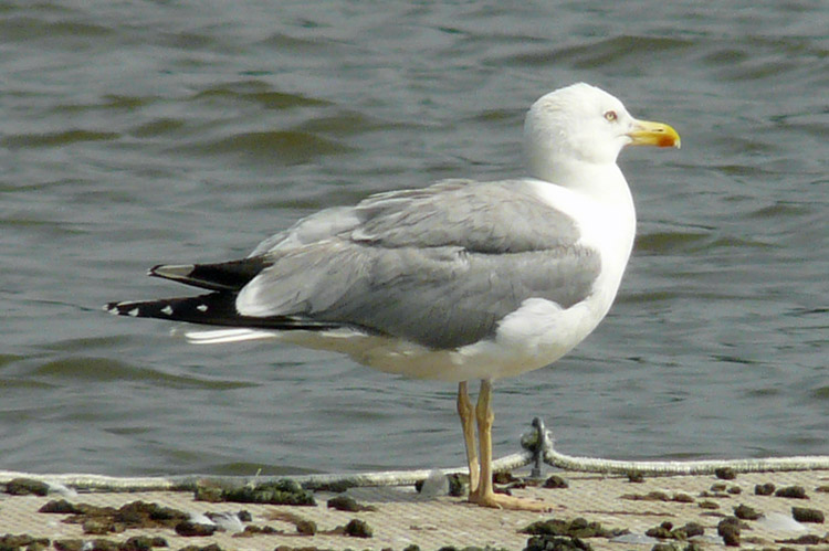 Yellow-legged Gull, Warks, July 2014