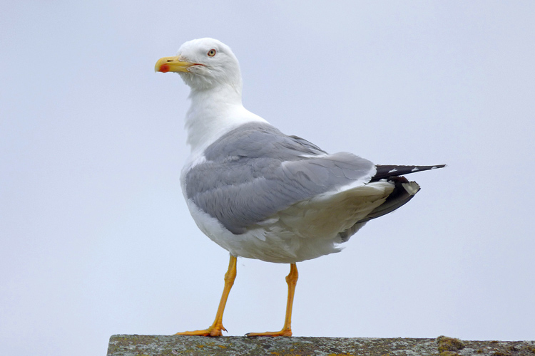 Yellow-legged Gull, 18 cy, Warks, July 2025