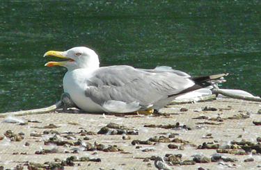 Yelow-legged Gull panting