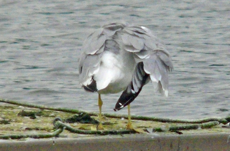 Yellow-legged Gull preening session