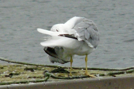 Yellow-legged Gull preening session