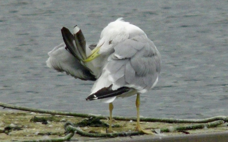 Yellow-legged Gull preening session