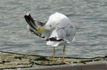Yellow-legged Gull preening session
