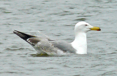 Moult and plumage development in an individual Yellow-legged Gull
