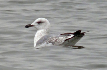 Moult and plumage development in an individual Yellow-legged Gull