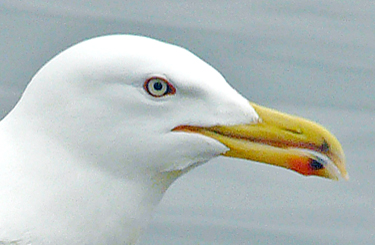 Yellow-legged Gull, red eyering, April 2011