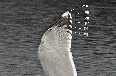 Yellow-legged Gull, primary pattern, December 2011