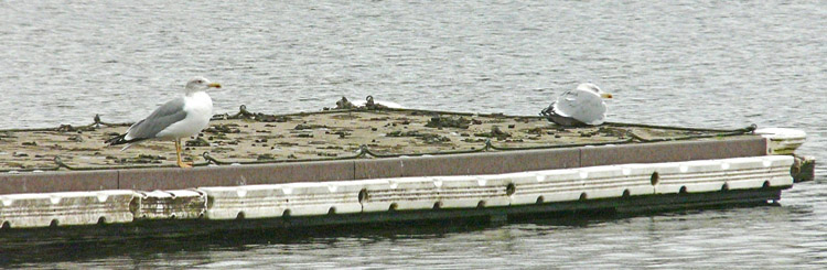 Two Yellow-legged Gulls