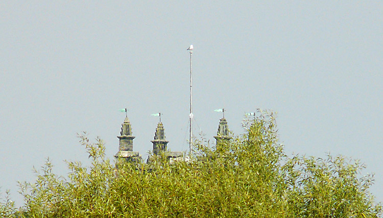 Yellow-legged Gull perched at top of flag-pole on church tower