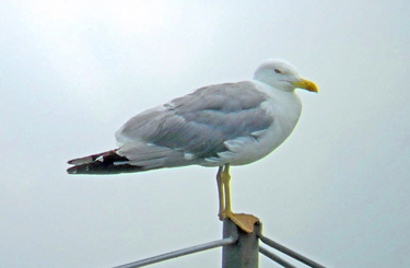 Yellow-legged Gull perched at top of flag pole
