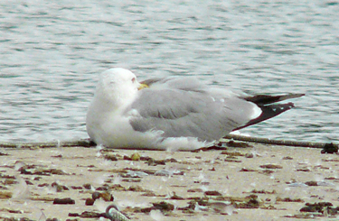 Yelow-legged Gull resting