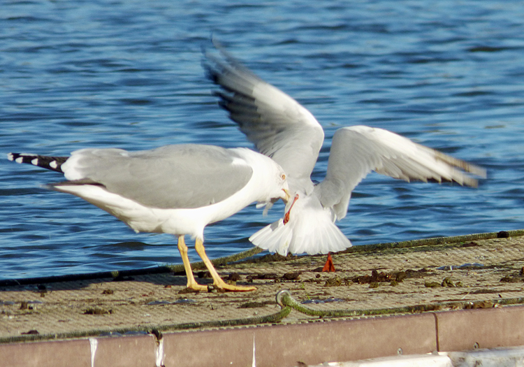 Yellow-legged Gull attacks Black-headed Gull