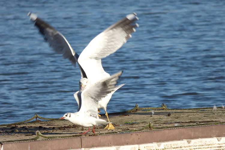 Yellow-legged Gull attacks Black-headed Gull